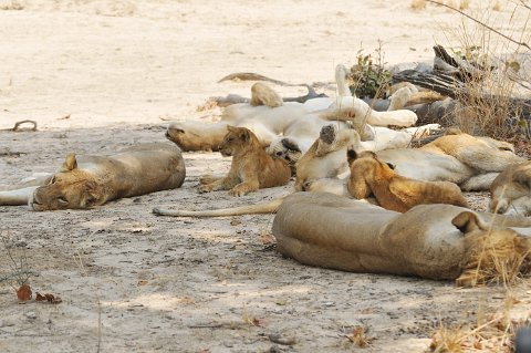 DSD_7513 Zambie, parc de south luangwa, lions au repos àaprès une chasse réussie