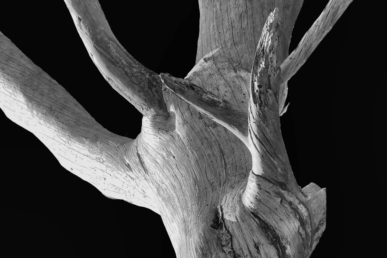 MICHEL MATIERE 1023 ARBRE MORT