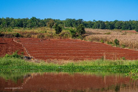 20191124__00124-36 Le long du canal qui relie le lac Inle au lac Sagar, cultures irrriguées (mais, canne à sucre, sésame, tournesol)