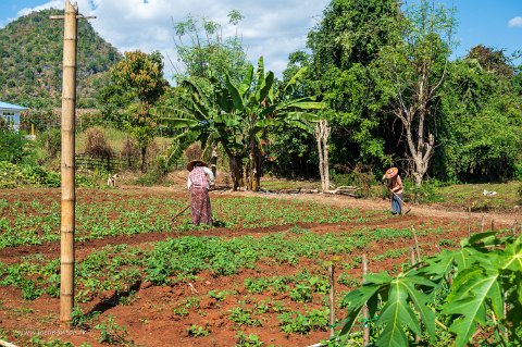 20191124__00124-77 Tharkhaung: culture de petits haricots