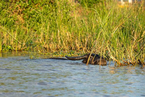 20191122__00171-163 Buffles d'eau le long du canal de Nyaung Shwe au lac Nyaungschwe a été fondée en 1359 par les shan après la chute de Bagan