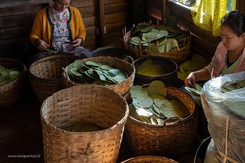 20191122__00289-174 Nap Pan, fabrique de cigares cheroot: préparation des feuilles de thanal phet. La culture de ces feuilles est en fort développement dans la région compte tenu...