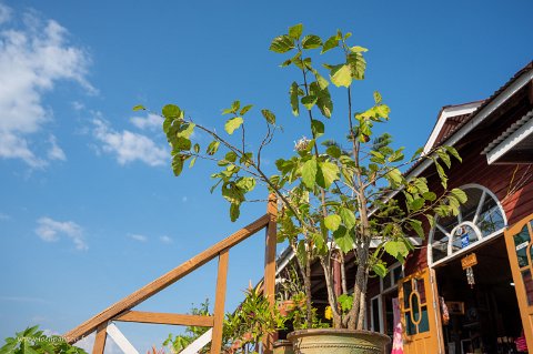 20191122__00289-175 Cordia myxa (thanl phet). La plante adulte atteint plusieurs mètres de hauteur.