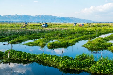 20191122__00289-190 Lac Inle, jardins flottants