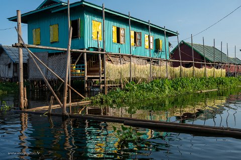 20191122__00289-226 Lac Inle, séchage des tiges de taro