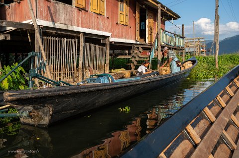 20191122__00289-230 Lac Inle, livraison de tomates. La tomate a été la culture ultradominante des jardins flottants mais la concurrence des tomates étrangères, comme la concurrence...