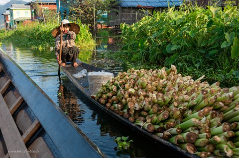 20191122__00289-231 Lac Inle, transport de tiges de taro