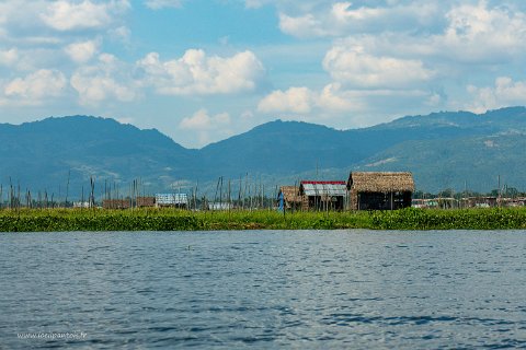 20191122__00171-52 Lac Inle, jardins flottants, les grands mats fixent les jardins composés d'amas de plantes lacustres de de limon sur une épaisseur d'environ 1m. Les mâts plus...