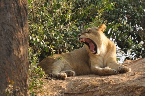 DSD_6163 zambie, reserve de chisamba près de Lusaka, Lions