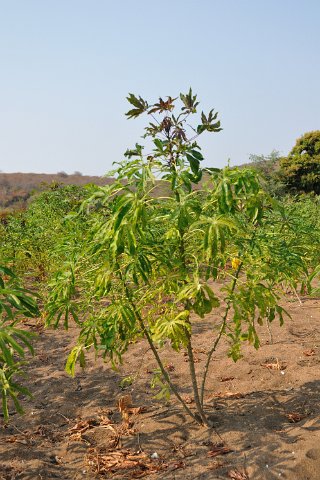 DSD_6315 Zambie, pied de manioc