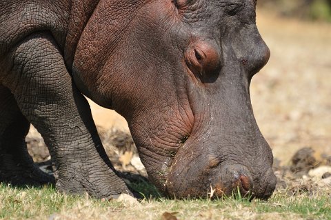 DSD_5873 Zambie, parc de Kafue près de la route Mongu-lusaka, hippopotame