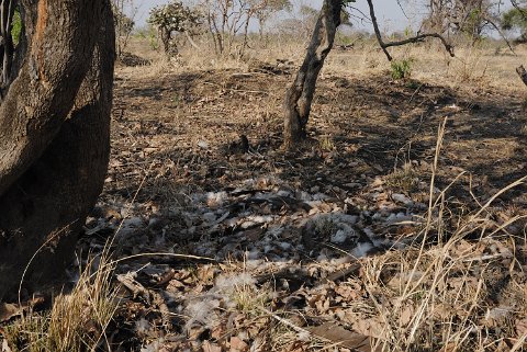 DSD_5901 Zambie, parc de Kafue près de la route Mongu-lusaka, restes de messagere sagittaire (secretarybird) après le passage d'un léopard