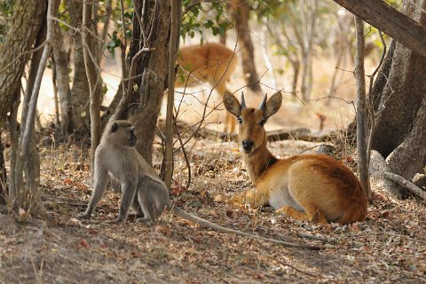 DSD_5914 Zambie, parc de Kafue près de la route Mongu-lusaka: babouin et impala