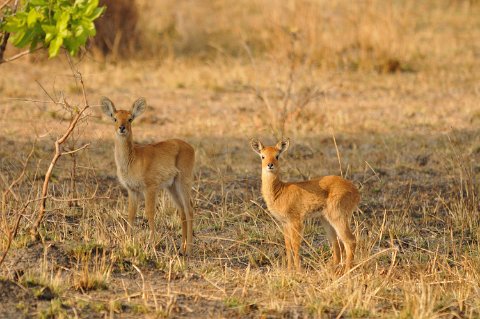 DSD_5925 Zambie, parc de Kafue près de la route Mongu-lusaka, antilopes
