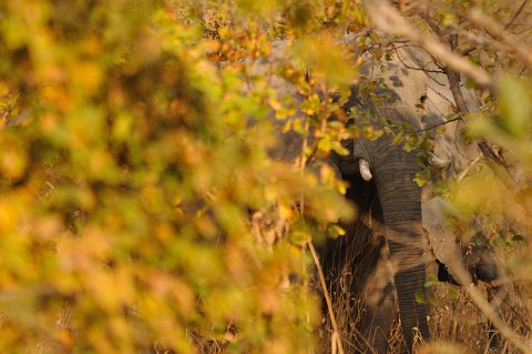DSD_5933 Zambie, parc de Kafue près de la route Mongu-lusaka, éléphant