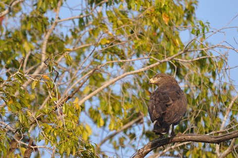 DSD_6019 Zambie, parc de Kafue près de la route Mongu-lusaka: aigle
