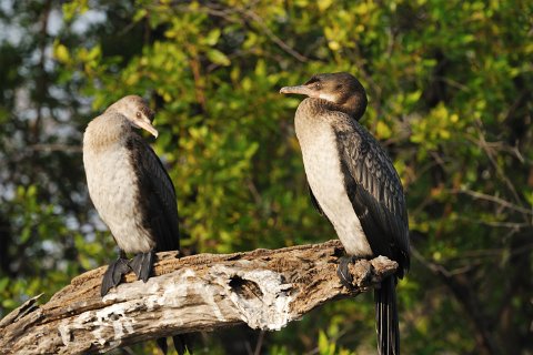 DSD_6059 Zambie, parc de Kafue près de la route Mongu-lusaka, cormorans africains