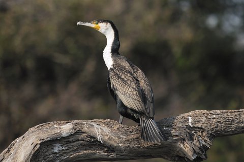 DSD_6083 Zambie, parc de Kafue près de la route Mongu-lusaka, cormorans africains