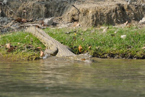 DSD_6099 Zambie, parc de Kafue près de la route Mongu-lusaka, crocodiles