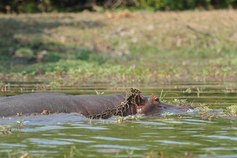 DSD_6119 Zambie, parc de Kafue près de la route Mongu-lusaka, hippopotame