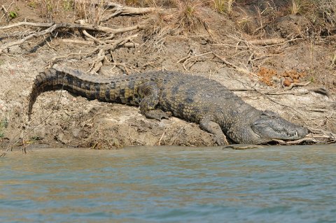 DSD_6133 Zambie, parc de Kafue près de la route Mongu-lusaka, crocodiles