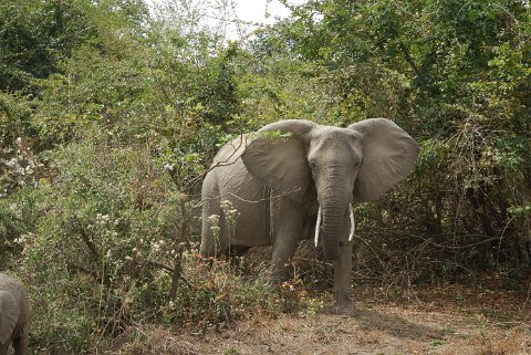 DSD_7354 Zambie, parc de south luangwa, éléphant
