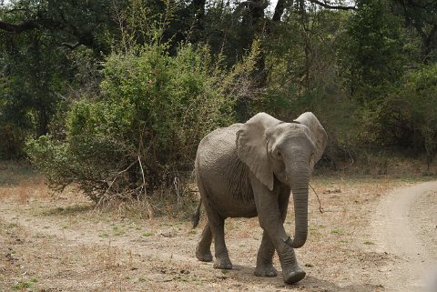 DSD_7362 Zambie, parc de south luangwa, éléphant