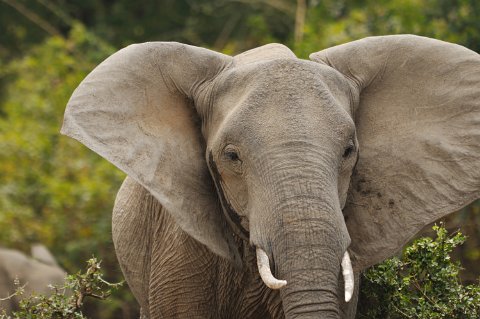 DSD_7402 Zambie, parc de south luangwa, éléphants
