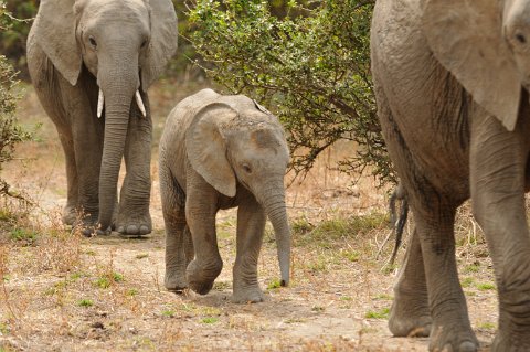 DSD_7403 Zambie, parc de south luangwa, éléphants