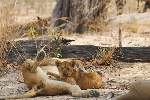 DSD_7487 Zambie, parc de south luangwa, lions au repos àaprès une chasse réussie