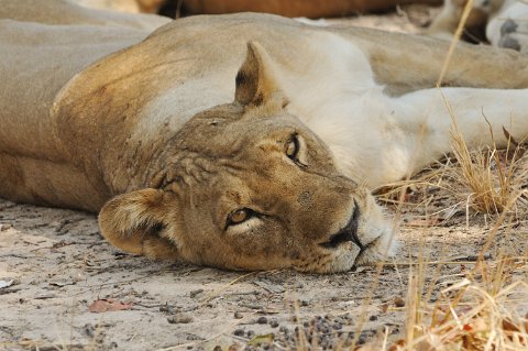 DSD_7497 Zambie, parc de south luangwa, lions au repos àaprès une chasse réussie