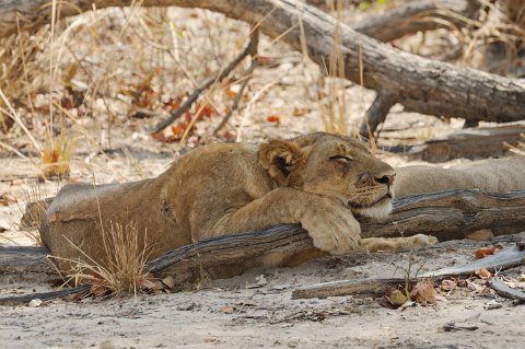 DSD_7534 Zambie, parc de south luangwa, lions au repos àaprès une chasse réussie