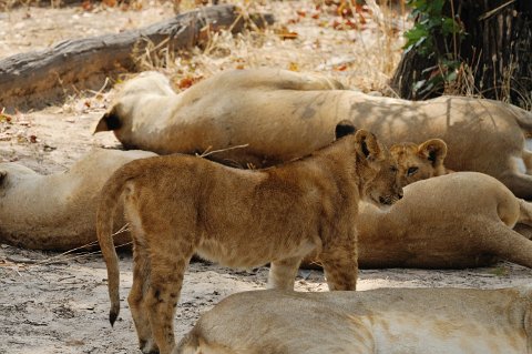 DSD_7543 Zambie, parc de south luangwa, lions au repos àaprès une chasse réussie