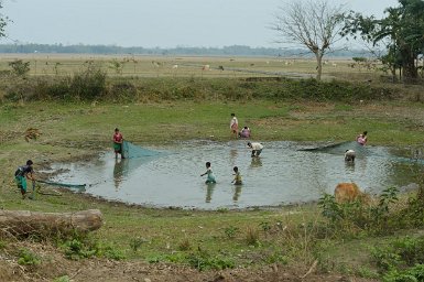 37100F2015___03390 Assam, Récolte de poisson vers Jonai